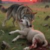 Aesop Fable: The Wolf and the Lamb