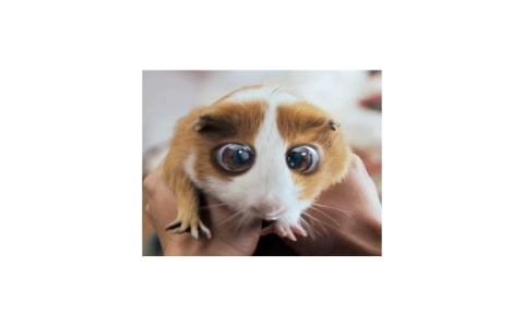 Bugsy from bedtime stories
