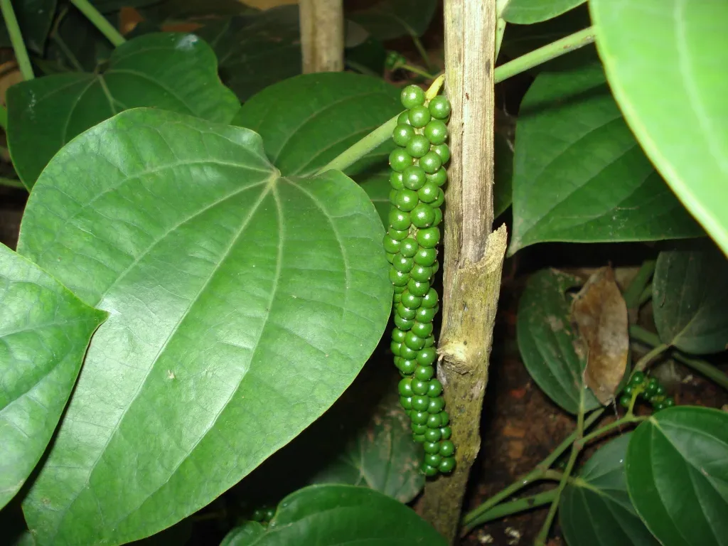 Where does pepper come from? Simple facts about its origins revealed
