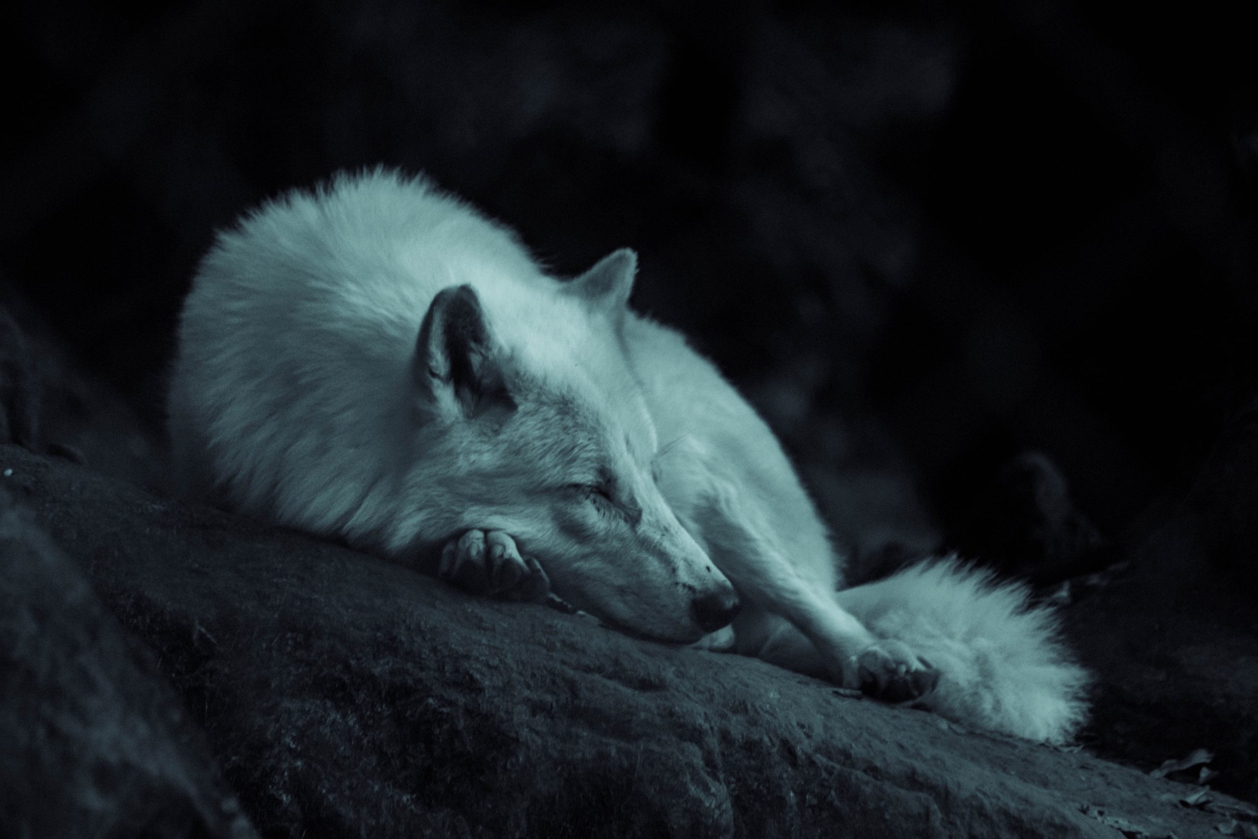 Short bedtime stories for adults : “Miss Rabbit and Mr. Wolf”.