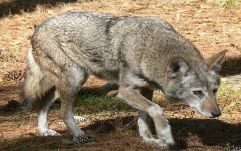 How to teach kids with The Wolf and the Seven Young Kids? (Safety lessons on strangers explained)