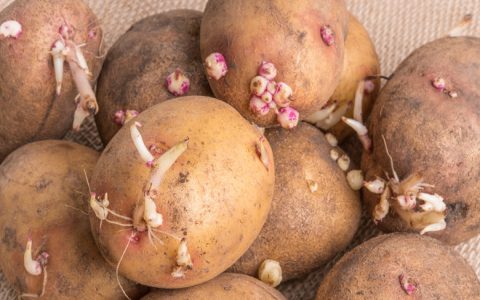 Amazing Potato History Facts You Never Learned in School Before!