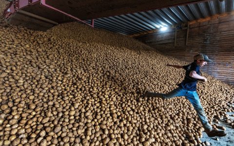 History potatoes world and its big moments: 4 surprising events revealed!
