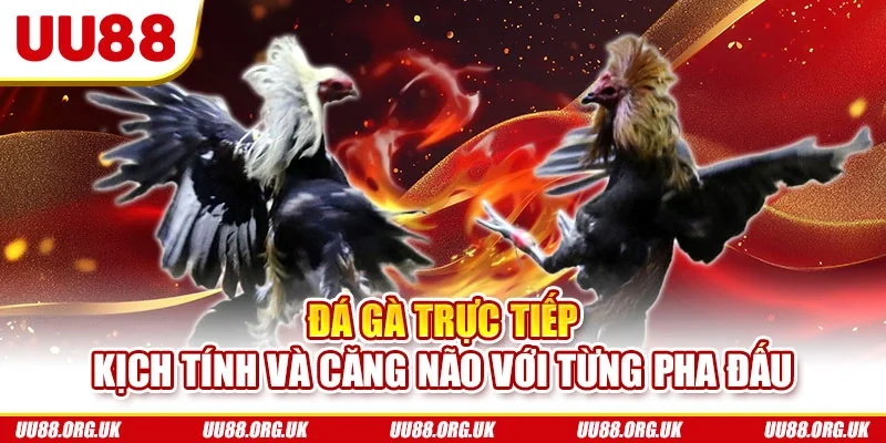 đá gà trực tiếp