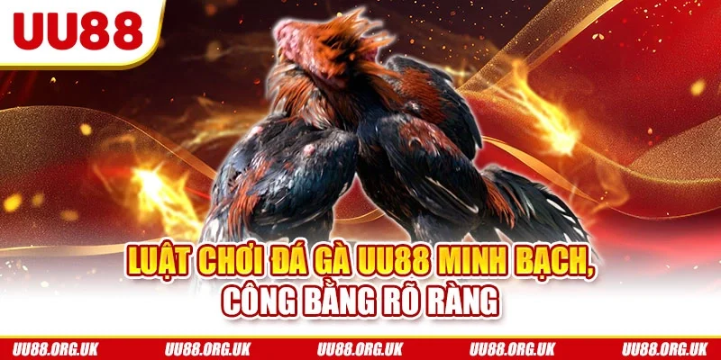 Luật chơi đá gà UU88 minh bạch, công bằng rõ ràng