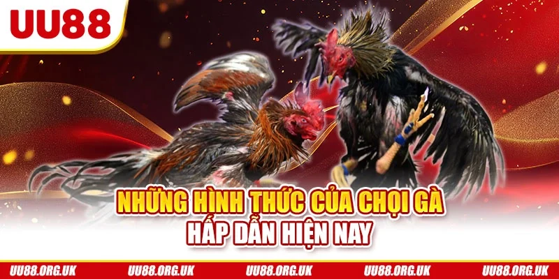 Những hình thức của chọi gà hấp dẫn hiện nay