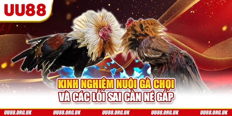 Kinh nghiệm nuôi gà chọi và các lỗi sai cần né gấp