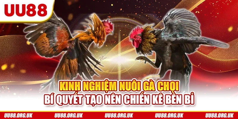 Kinh nghiệm nuôi gà chọi