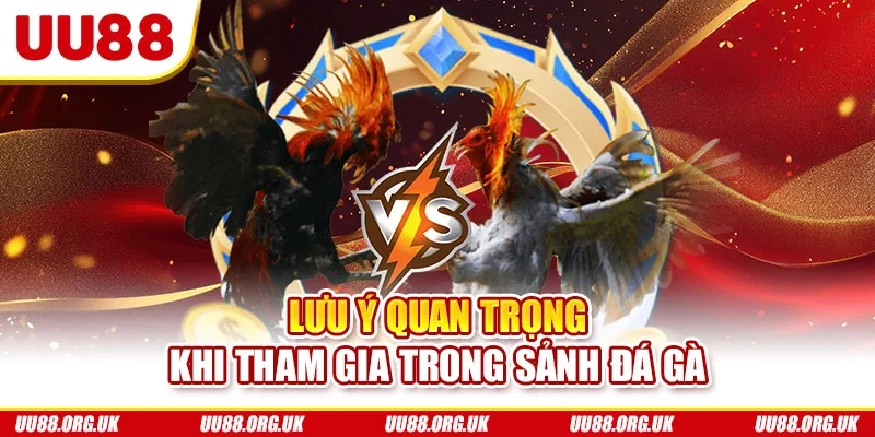 Lưu ý quan trọng khi tham gia trong sảnh đá gà